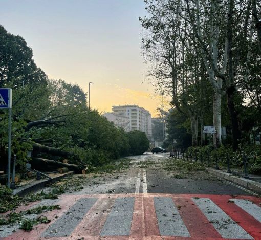 Un albero caduto in via Maestri del Lavoro nella foto scattata dalla redazione de Ilsaronno Un albero caduto in via Maestri del Lavoro nella foto scattata dalla redazione de Ilsaronno