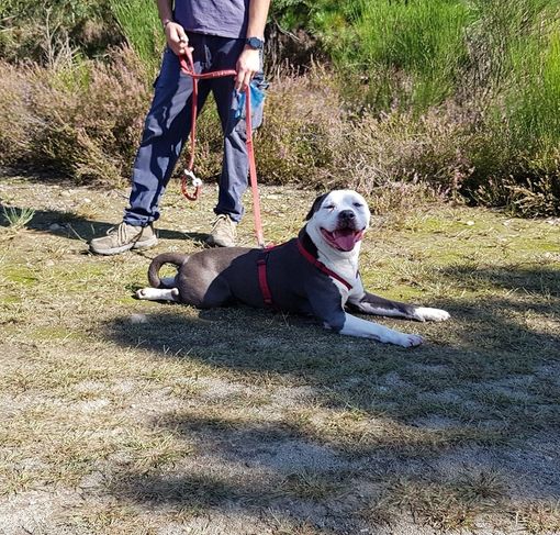 Per i cagnoloni del canile è stata un'estate di socializzazione Per i cagnoloni del canile è stata un'estate di socializzazione