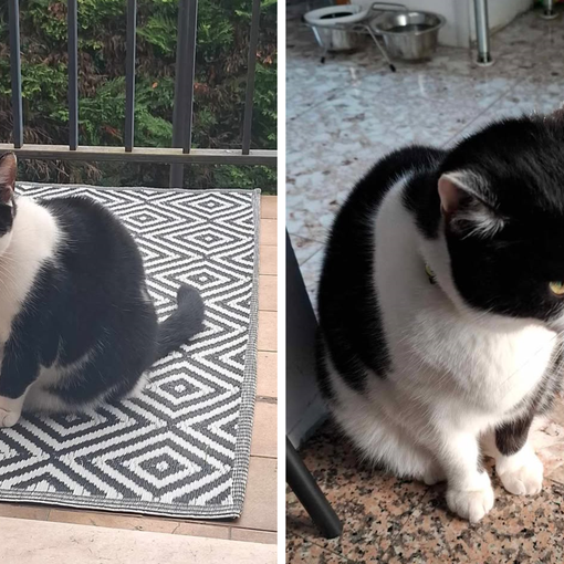 TORNATO. Smarrito a Busto il micio Pepe: «Ha bisogno di cure salvavita»