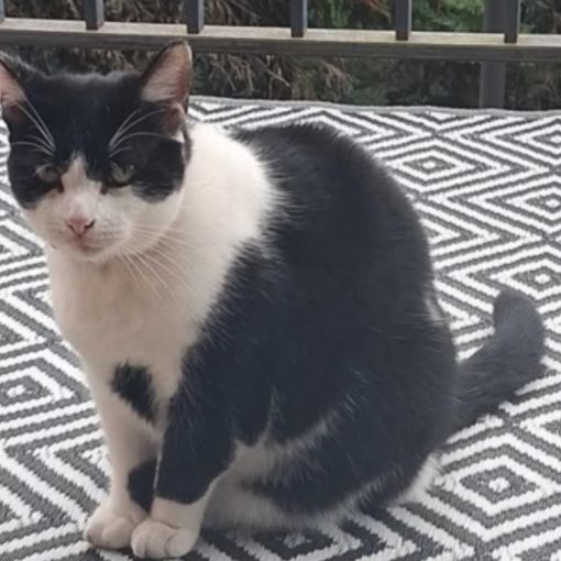 Busto, il micio Pepe è tornato a casa
