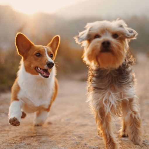 Quali domande porsi prima di accogliere un cane in famiglia?