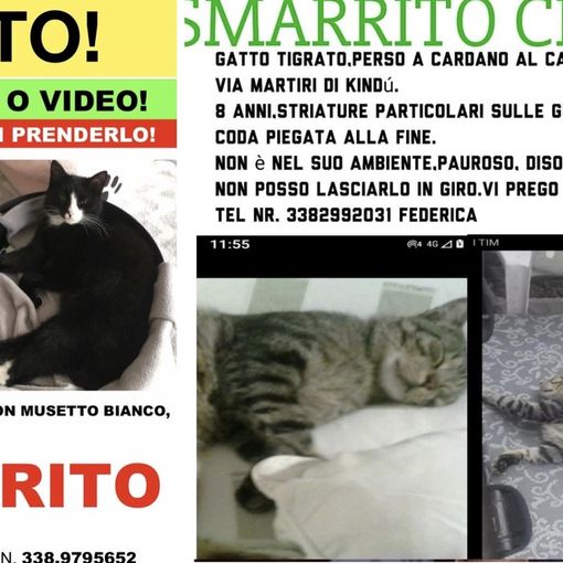 Mascherina e Chicco due mici spariti