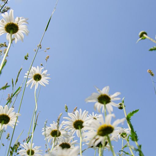 Nel pomeriggio riecco il sole con massime che sfioreranno i 20 gradi. Probabile un 25 Aprile caldo e  bello