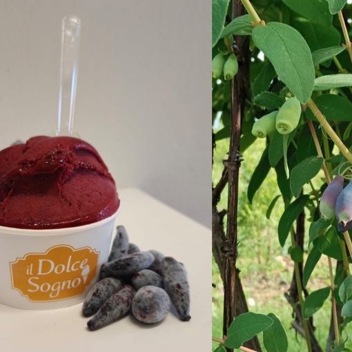 Haskap, il gelato che fa bene alla salute. E unisce i sogni