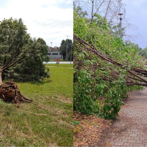 Alberi caduti a Busto. Tallarida: «È stato un evento fuori dal normale»