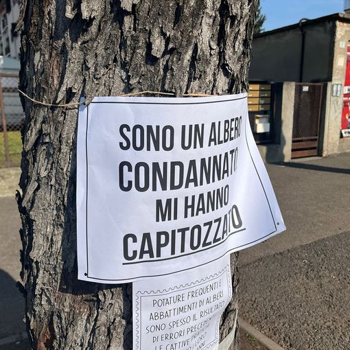 Cartelli di protesta per le potature. Tallarida: «Questione di sicurezza»