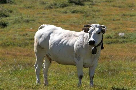 Il varesino Alessandro Testa nel nuovo consiglio degli allevatori della Razza Bovina Piemontese
