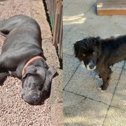 A sinistra Akira, il cane che ha perso la vita, a destra l'altro cane della famiglia