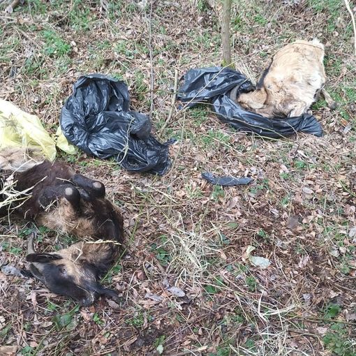 Le carcasse abbandonate in sacchi di plastica
