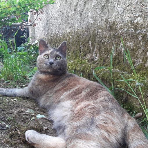 Nella foto, la gatta scomparsa