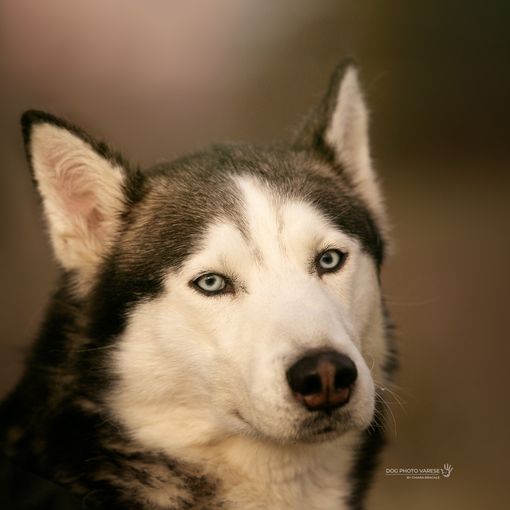 “L’essenza dell’amore reciproco”: le iniziative di San Valentino a sostegno dei cani del Canile di Varese