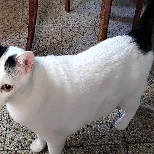 Luigi, il gatto che Paolo Carù ritrovava, la sera, dopo avere chiuso il suo negozio (foto dal gruppo Fb Gallarate è...)