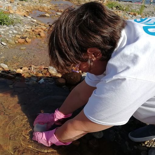 Goletta dei Laghi sul Maggiore: fortemente inquinati 4 dei 5 punti campionati sulla sponda lombarda
