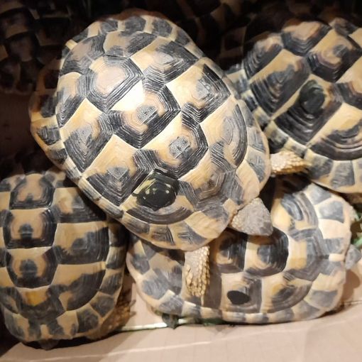 Alcune delle tartarughe abbandonate tra Busto e Castellanza