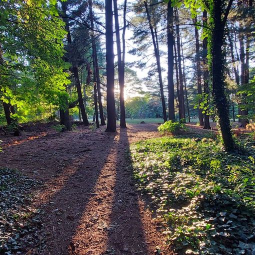 Pam: arriva una nuova quercia in Cascinetta per la festa dell'albero