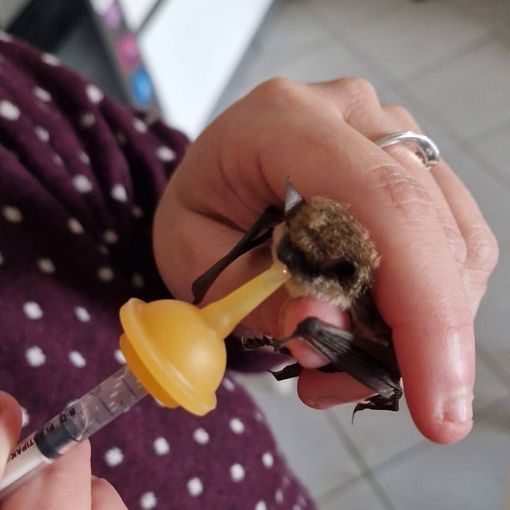 Pippi il pipistrello si rimette in forma per tornare a essere un divoratore di zanzare