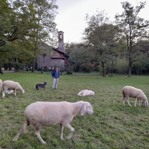 Pecore a Cascina dei poveri, Busto. Nell'immagine in fondo all'articolo, il gregge a Gallarate, viale Milano