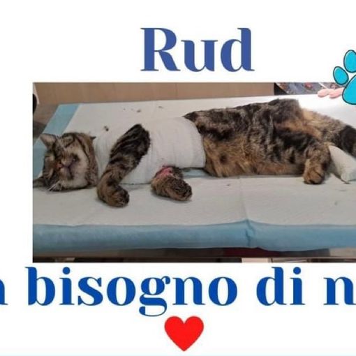 L’appello: «Aiutateci con le spese mediche per Rud»