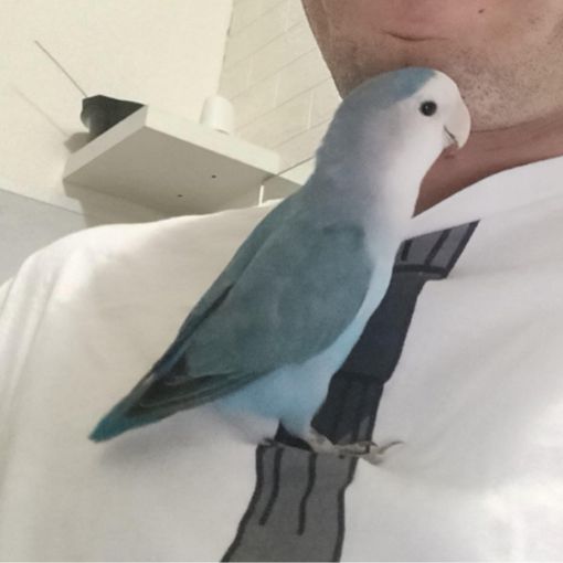 Ritrovato il pappagallo Spriz