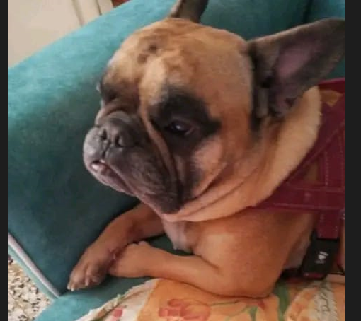Tommy, il cagnolino al quale la padrona non ha potuto pagare cure d'urgenza