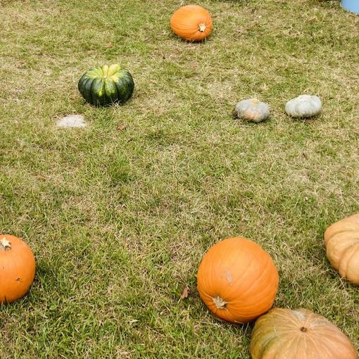 Castellanza: la festa di halloween con zucche e castagne rinviata di una settimana