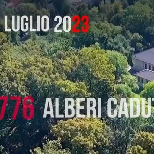 I 4.776 alberi caduti e il grande cuore dei milanesi