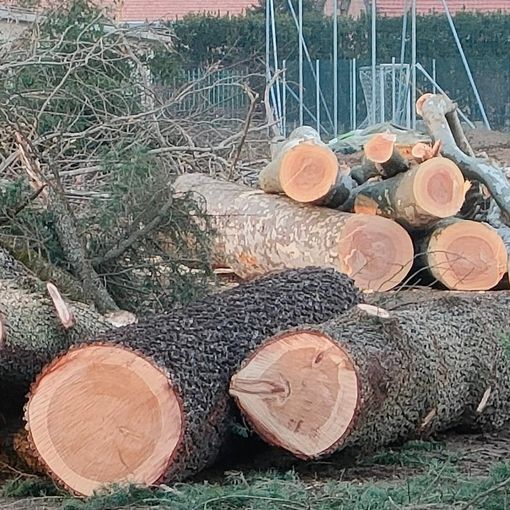 Gli alberi abbattuti al campo sportivo di Fagnano