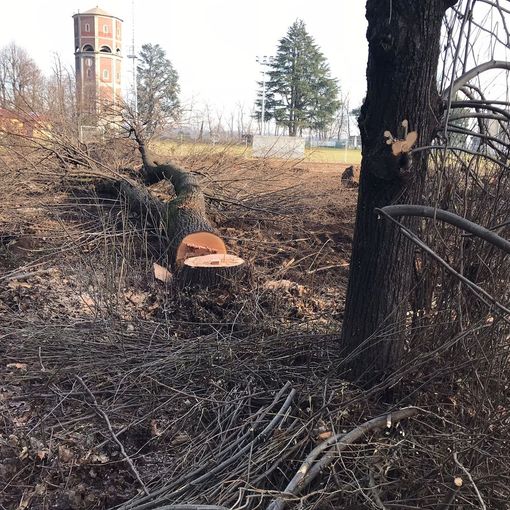 Fagnano, alberi abbattuti al campo sportivo. «Dialogo solo di facciata»