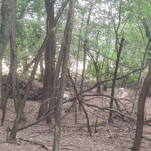 Cani liberi al Parco Alto Milanese: «Si intervenga»