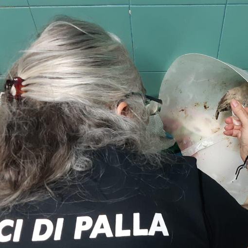 Angelo è stato curato e coccolato dall'équipe della dottoressa Pais assieme ad altre bestiole: diverse immagini sono state oscurate da Facebook per il loro dolore