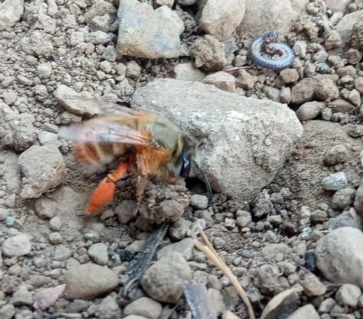 Le api trovano casa al nido Rossini di Busto. «Nascerà un progetto per le scuole»