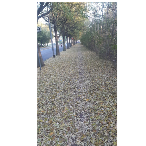 «Pista ciclabile nella natura. Pure troppo»