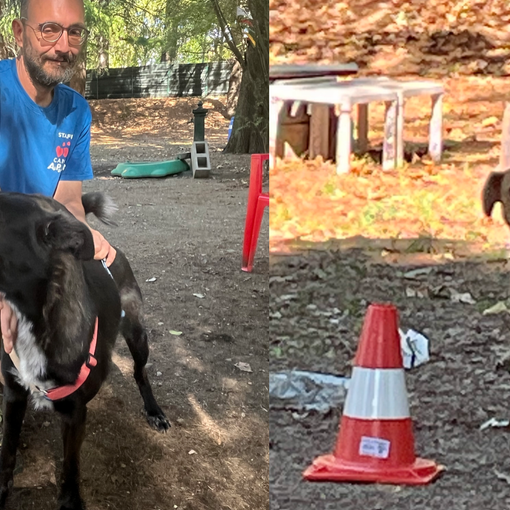 Brigitta e Elena due magnifiche cagnoline che cercano casa