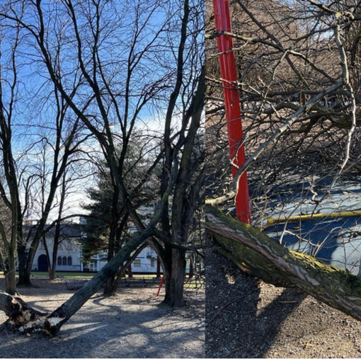 Vento forte, cade una pianta. Paura nel parco a Busto