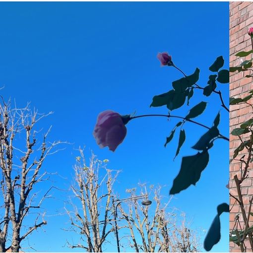 LA FOTO. L'autunno del villaggio: ditelo con una rosa