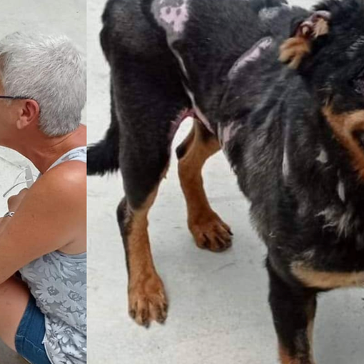 Calimero, il rottweiler bruciato con l'acido in Sicilia, cerca una nuova vita a Busto