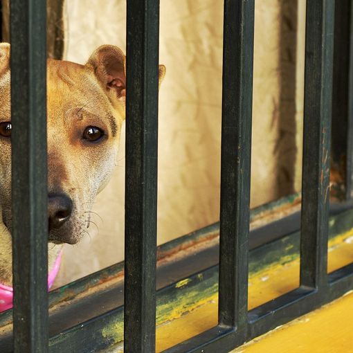 Rapporto Zoomafia: «Nel 2020 circa 1.510 procedimenti penali con 880 indagati per crimini contro gli animali»