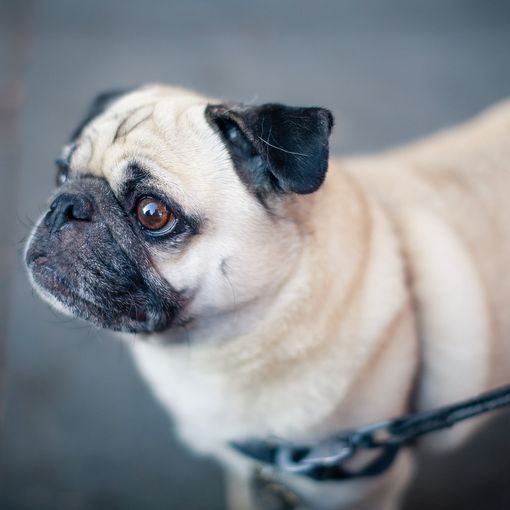 Pipì dei cani da lavare: «Non una proposta contro gli animali, ma a tutela del decoro»