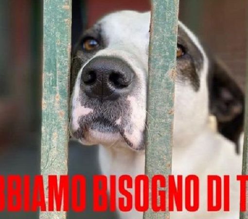 “Una zampa per sempre” cerca aiuto per i suoi amici pelosi