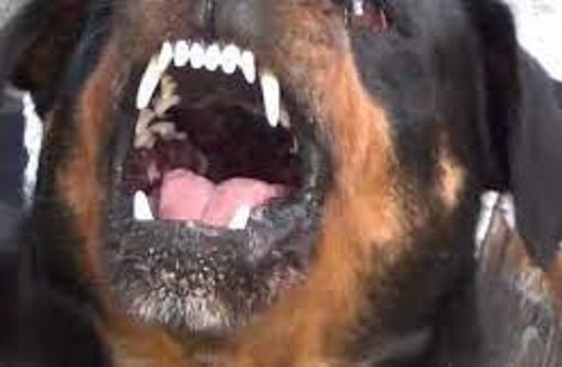 Uomo aggredito da un cane a Rho: scenari da chiarire