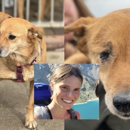 «Diamo una casa a Vanessa, la cagnolina speciale aiutata in ricordo della giovane travolta dalla valanga»