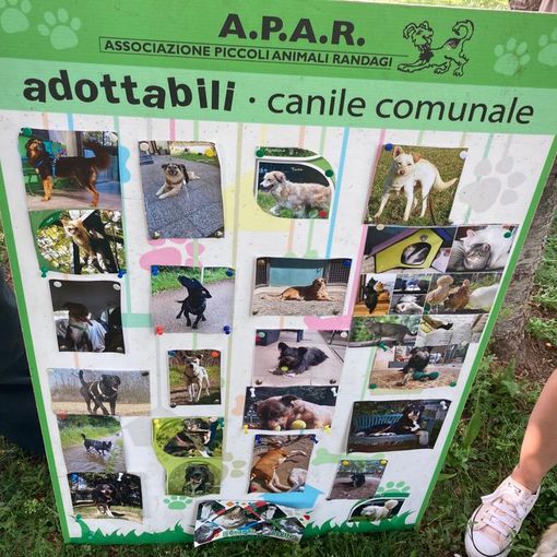 L'elenco degli adottabili e due volontarie dell'Apar mentre si attende l'arrivo dei cagnolini del canile