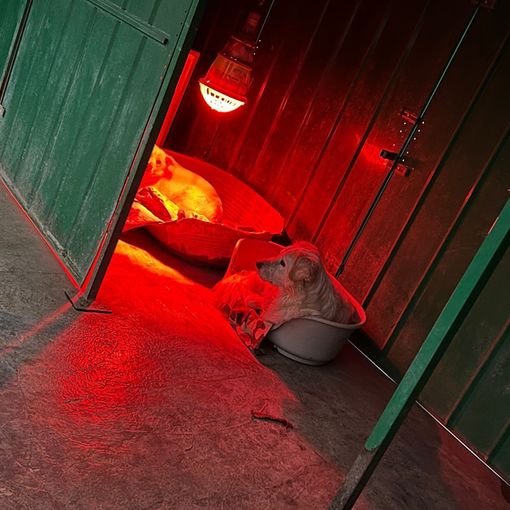 Il &quot;gelo&quot; della bolletta: oltre 3.800 euro per tenere al caldo i cani fragili
