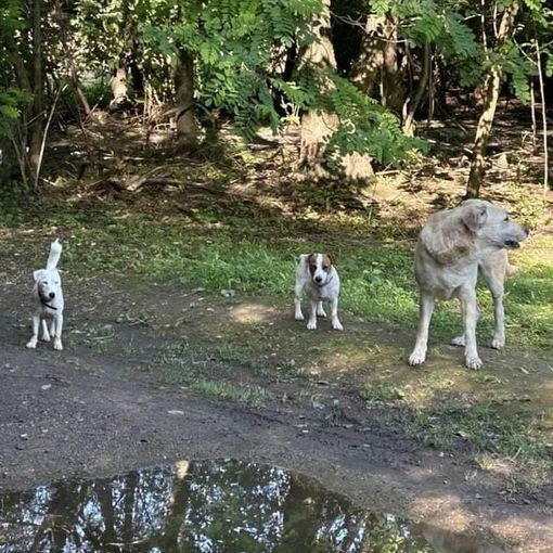 Cani liberi al Parco Alto Milanese. «Un problema di sicurezza per tutti. Non aspettate a segnalare»