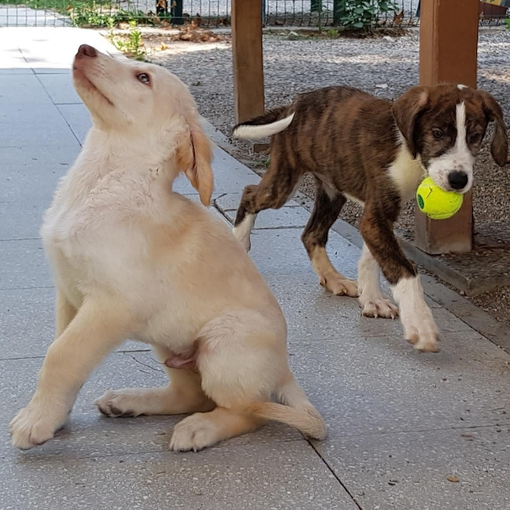 Due cagnolini in attesa di adozione al canile di Busto