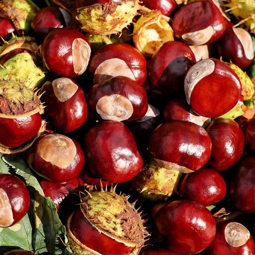 Il Parco Alto Milanese ci riprova con la “grande castagnata d'autunno”