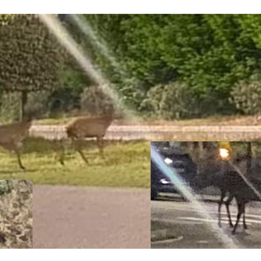 La foto di Damiano Gioia