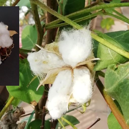 Il cotone made in Busto sui balconi della città