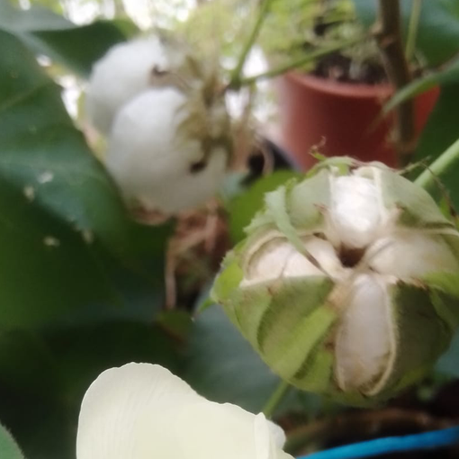 Il cotone fiorito a casa Tovaglieri