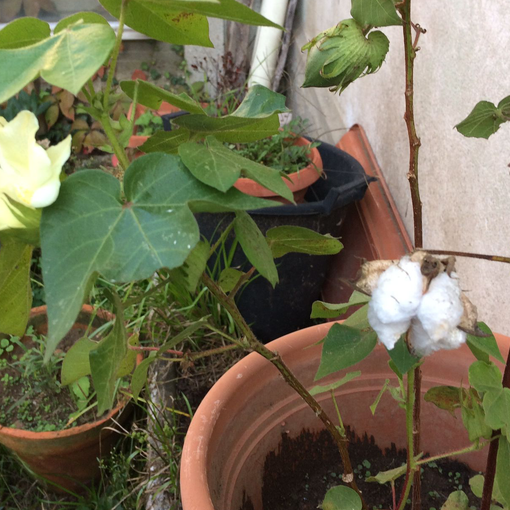 La gara buona del cotone a Busto Arsizio